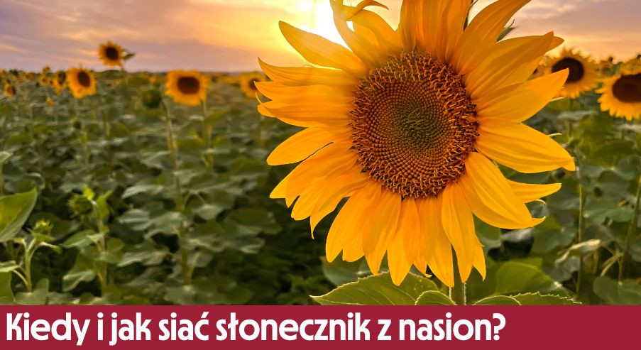 Kiedy i jak siać słonecznik z nasion?