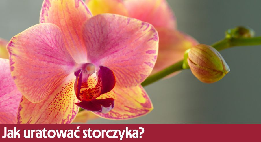 Jak uratować storczyka?