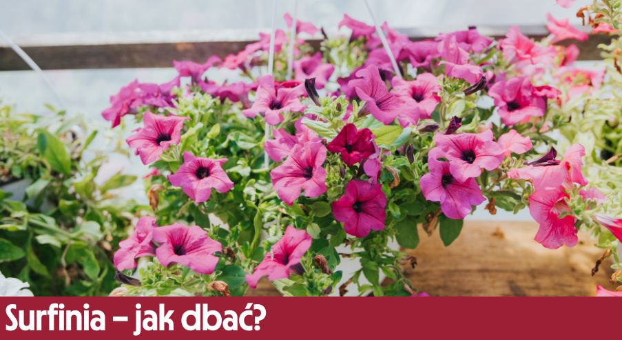 Surfinia – jak dbać? Uprawa, pielęgnacja, podlewanie