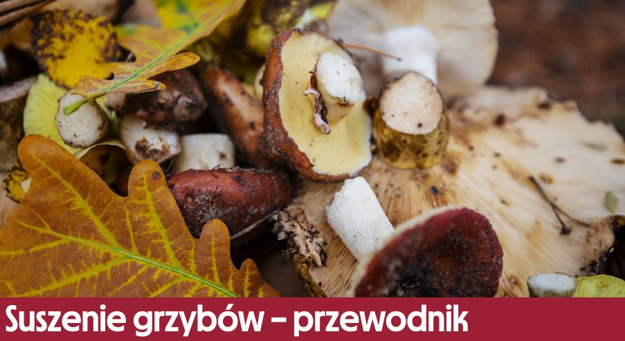Suszenie grzybów – kompleksowy przewodnik