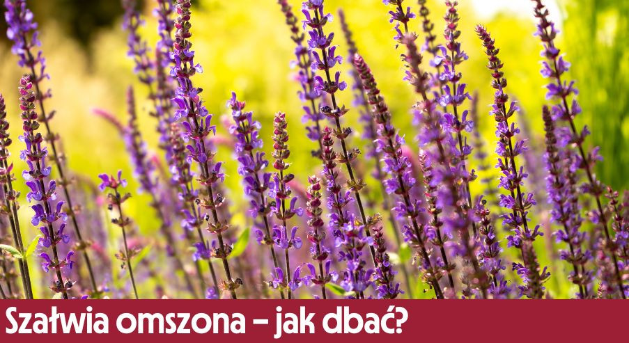 Szałwia omszona – jak dbać? Uprawa, pielęgnacja, podlewanie, przycinanie