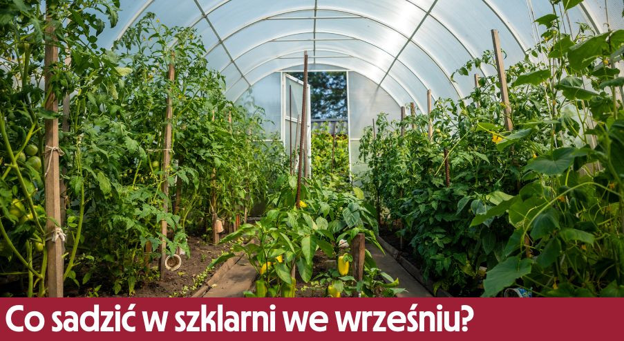 Co sadzić w szklarni we wrześniu?