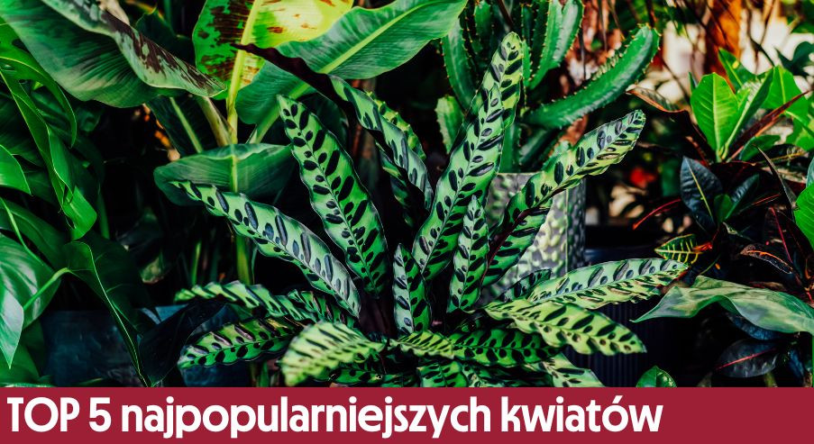 TOP 5 najpopularniejszych kwiatów doniczkowych – poznaj je!