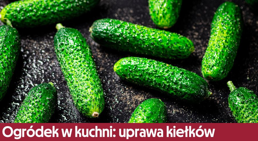 Zielony ogródek w kuchni część I. Domowa uprawa kiełków