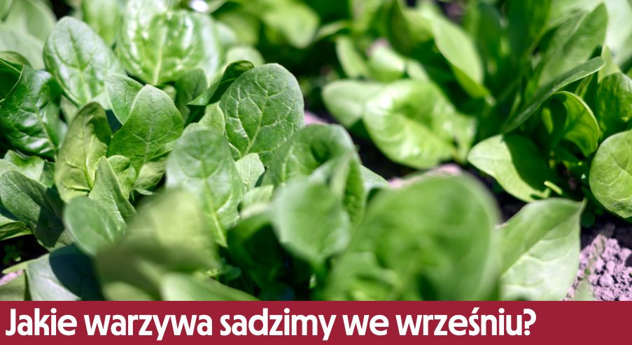 Jakie warzywa sadzimy we wrześniu?
