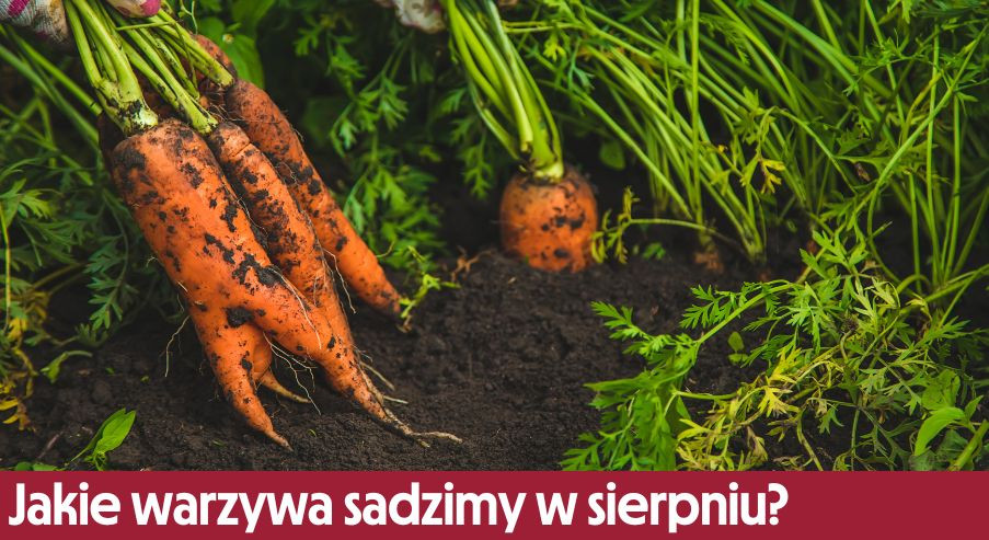 Jakie warzywa sadzimy w sierpniu?