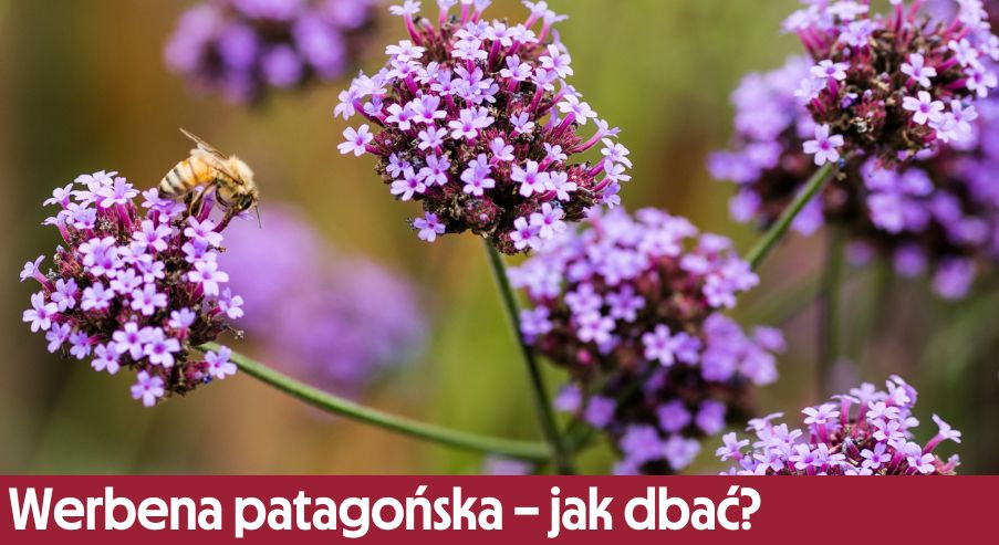 Werbena patagońska – jak dbać? Uprawa, pielęgnacja, podlewanie, przycinanie