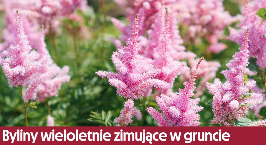 Byliny wieloletnie zimujące w gruncie – jakie wybrać do ogrodu?