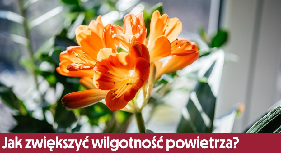 Jak zwiększyć wilgotność powietrza dla roślin zimą?
