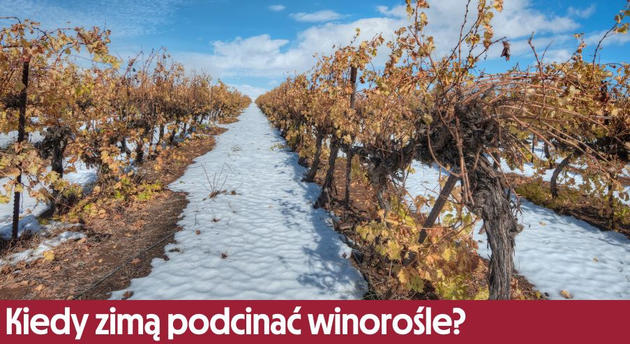 Kiedy zimą podcinać winorośle?