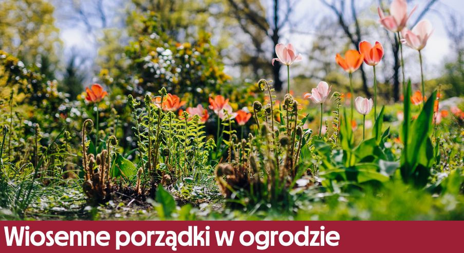 Wiosenne porządki w ogrodzie