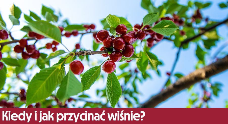 Kiedy i jak przycinać wiśnie?