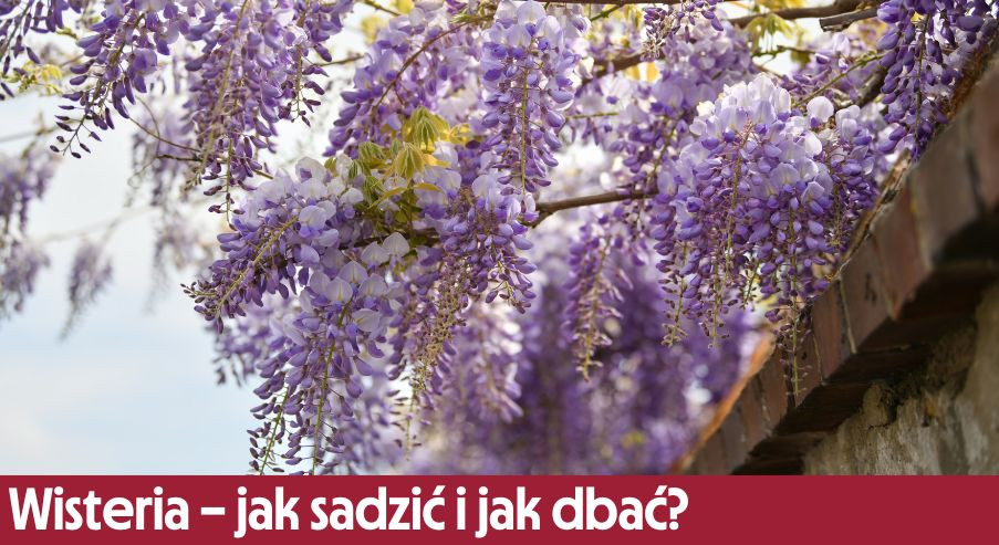 Wisteria – jak sadzić i jak dbać?