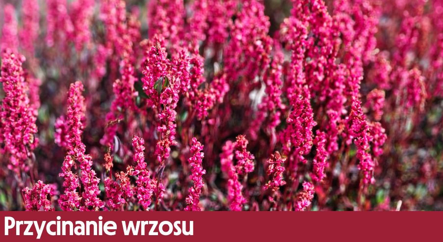 Przycinanie wrzosu – jak i kiedy przycinać wrzosy oraz czym to zrobić?