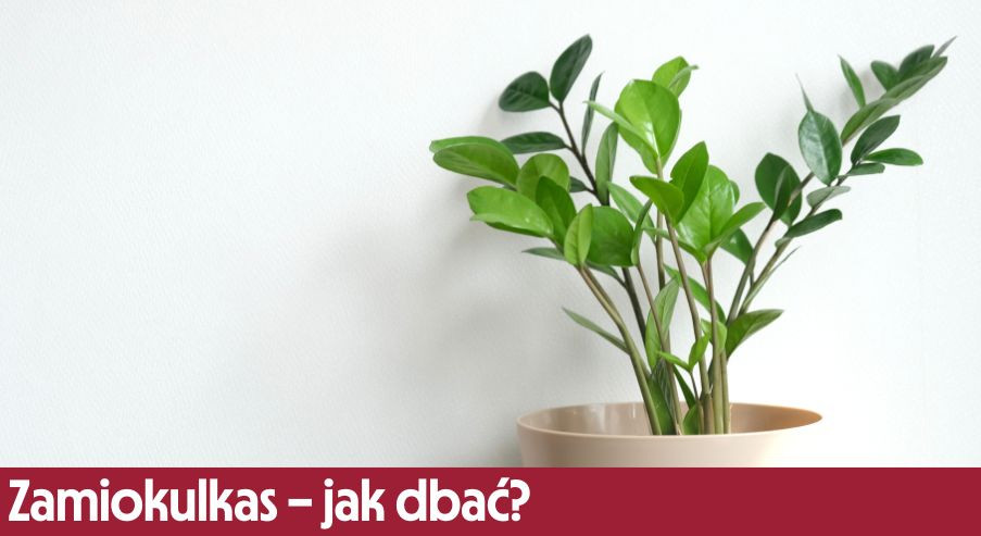 Zamiokulkas – jak dbać? Uprawa, pielęgnacja, podlewanie