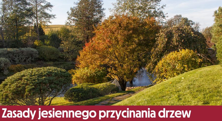 Zasady jesiennego przycinania drzew i krzewów