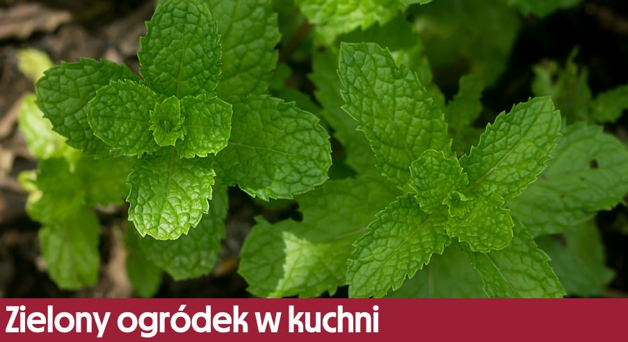 Zielony ogródek w kuchni część II. Domowa uprawa ziół