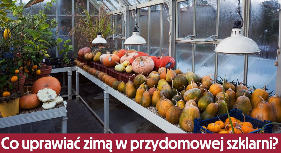 Co uprawiać zimą w przydomowej szklarni?