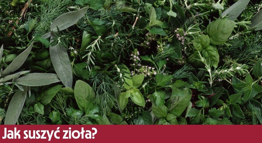 Jak suszyć  zioła? Zrób to w domu!