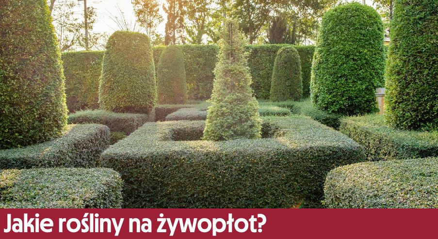 Jakie rośliny na żywopłot? Krzewy na żywopłot – nasza propozycja